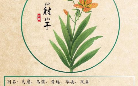 射干是鸢尾花吗？一文读懂射干与鸢尾的区别及养护指南