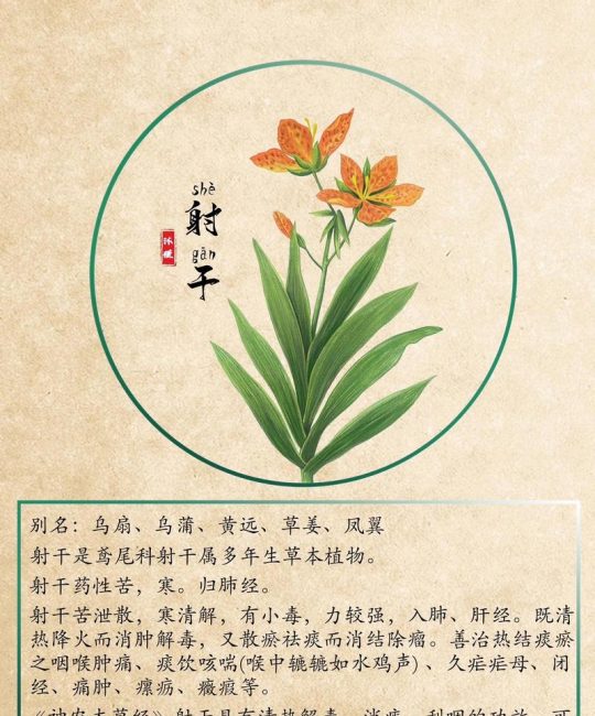射干是鸢尾花吗？一文读懂射干与鸢尾的区别及养护指南