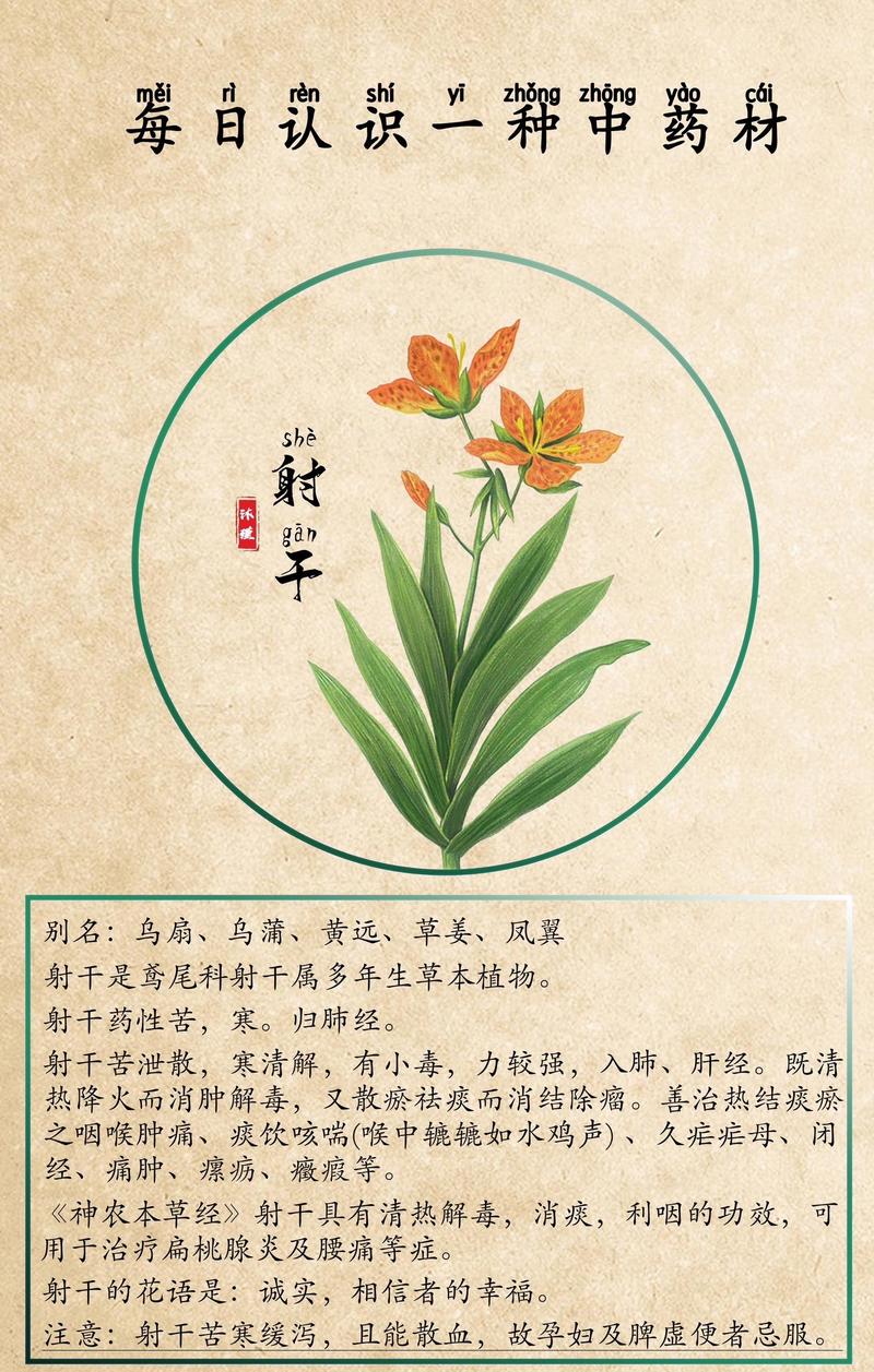 射干是鸢尾花吗?一文读懂射干与鸢尾的区别及养护指南 品种基础档案