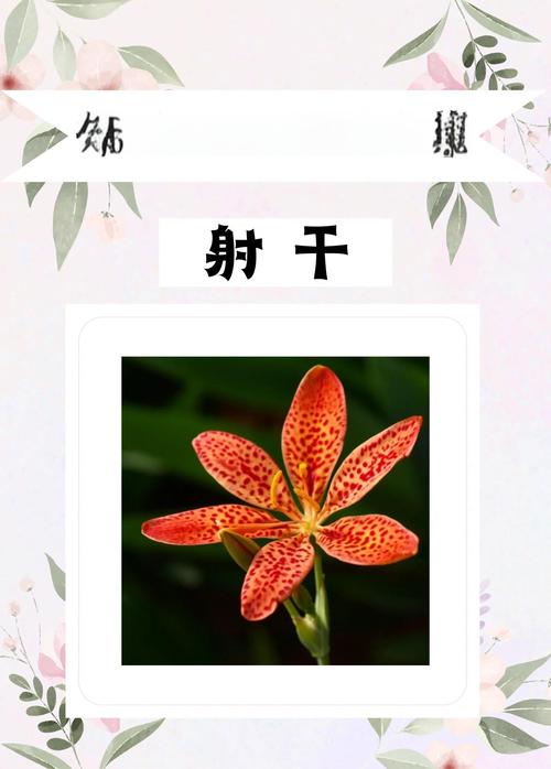 射干是鸢尾花吗?一文读懂射干与鸢尾的区别及养护指南 修剪促花系统指导