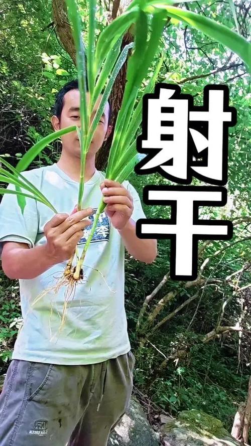 射干是鸢尾花吗?一文读懂射干与鸢尾的区别及养护指南 盆栽/地栽选择决策