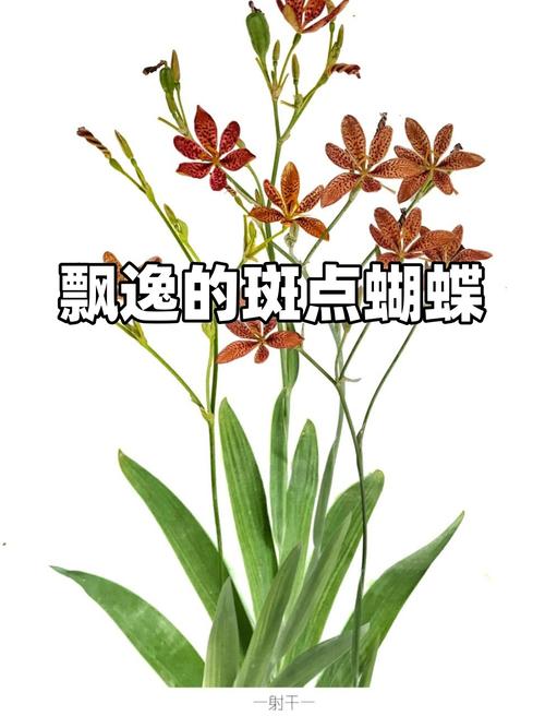 射干是鸢尾花吗?一文读懂射干与鸢尾的区别及养护指南 常见误区与纠正