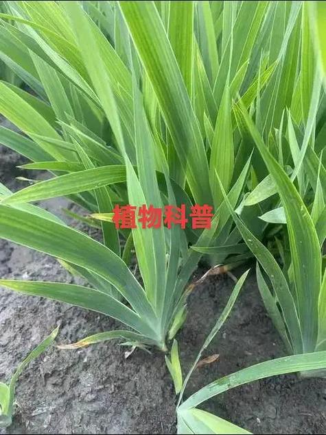 射干是鸢尾花吗?一文读懂射干与鸢尾的区别及养护指南 总结:3个核心可执行动作