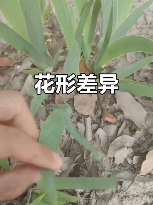 射干是鸢尾花吗?一文读懂射干与鸢尾的区别及养护指南 FAQ