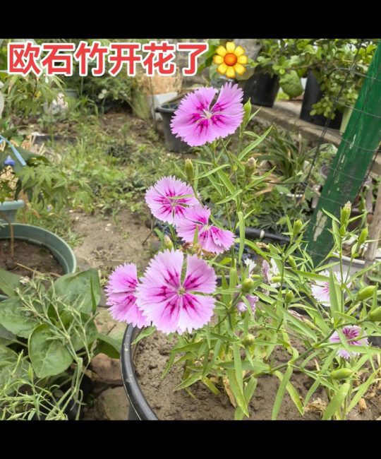 欧石竹种子多少钱一斤？2025年最新价格参考及影响因素分析
