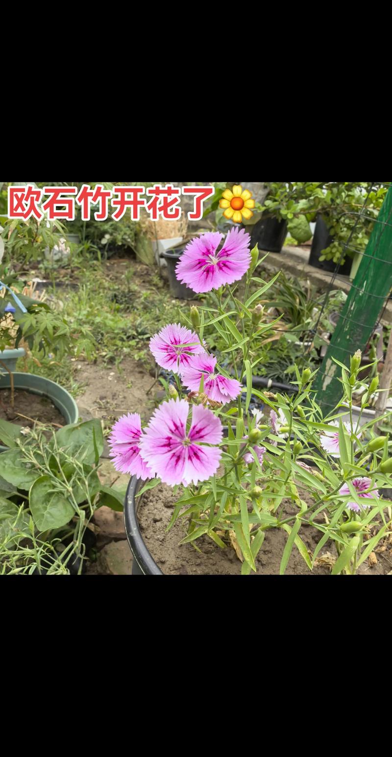 欧石竹种子多少钱一斤?2025年最新价格参考及影响因素分析 价格快速参考