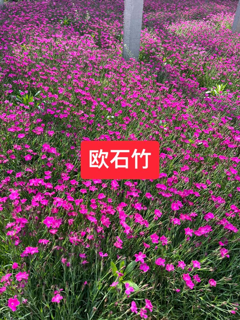 欧石竹种子多少钱一斤?2025年最新价格参考及影响因素分析 二、产地与产区:主产区物流成本较低