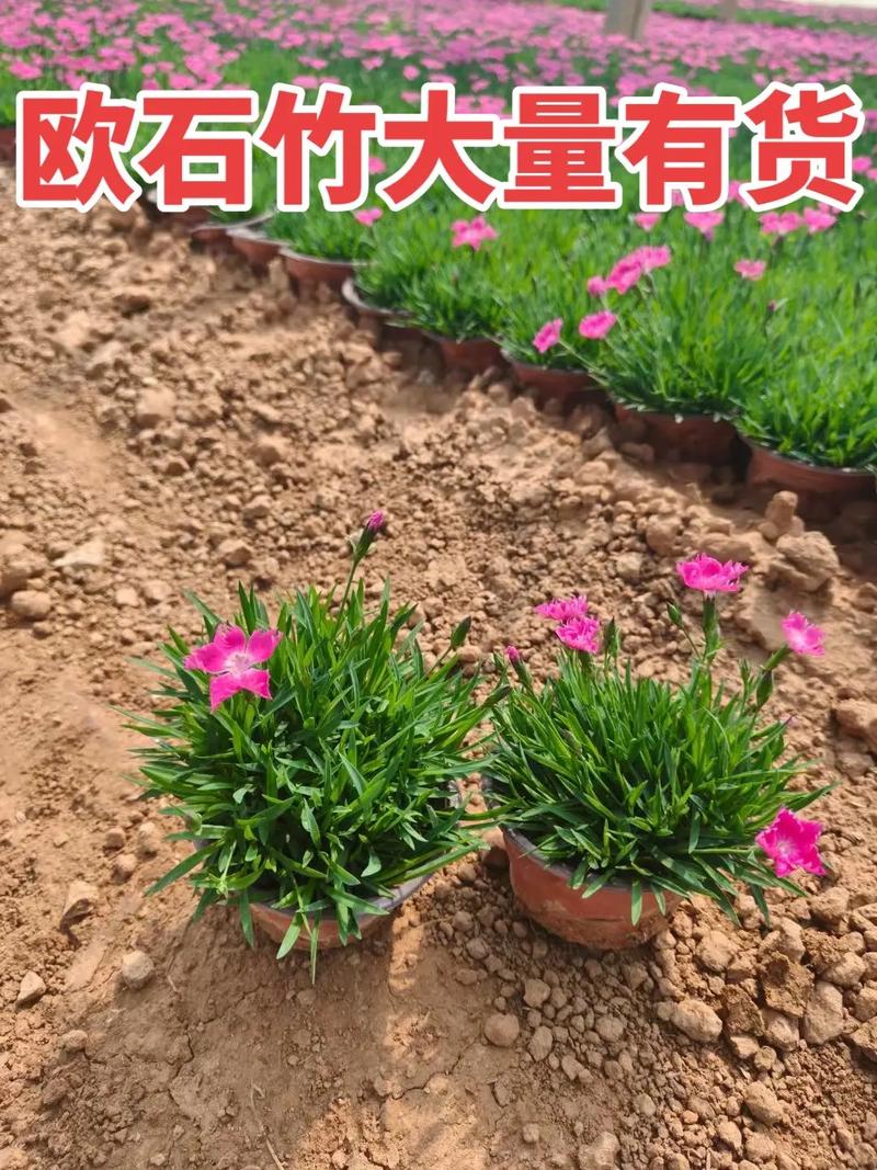 欧石竹种子多少钱一斤?2025年最新价格参考及影响因素分析 五、运输与包装:距离越远,隐性成本越高