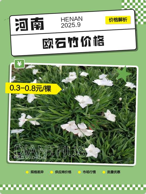 欧石竹种子多少钱一斤?2025年最新价格参考及影响因素分析 四、购买数量:量大从优,家庭与批发价差可达3倍