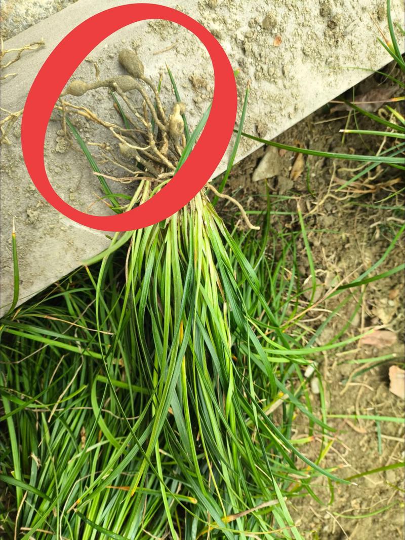 麦冬是树上结的果子吗?——园艺视角全面解读 四、种植与养护笔记
