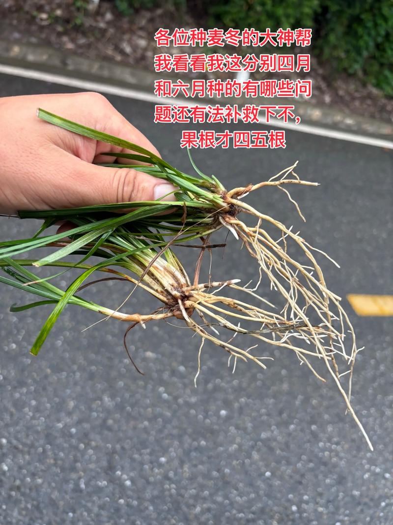 麦冬是树上结的果子吗?——园艺视角全面解读 三、品种推荐