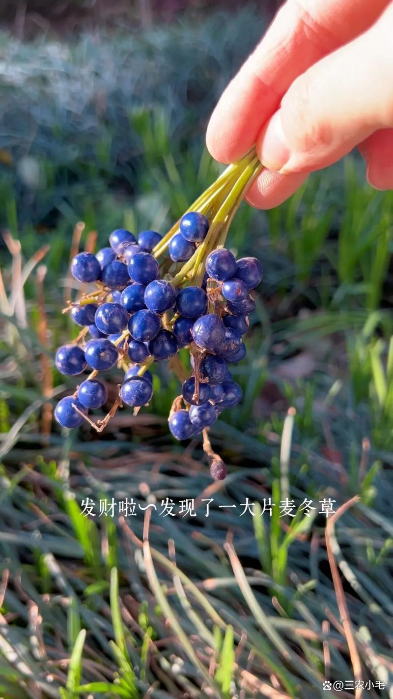 麦冬是树上结的果子吗?——园艺视角全面解读 六、结论