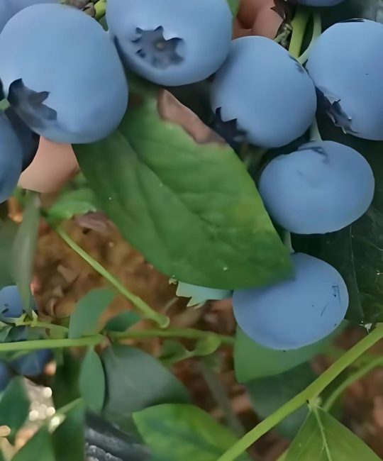 云雀蓝莓品种深度对比：与奥尼尔的核心差异及2026年种植建议
