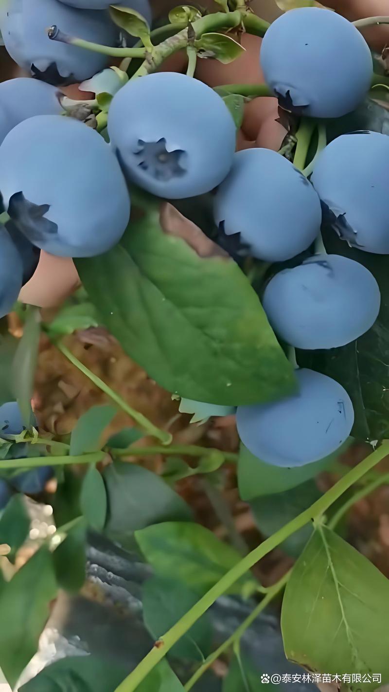 云雀蓝莓品种深度对比:与奥尼尔的核心差异及2026年种植建议 云雀蓝莓品种深度对比:与奥尼尔的核心差异及2026年种植建议