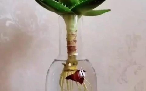 芦荟栽培的正确方法