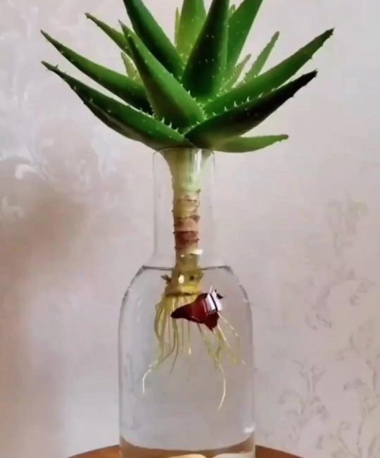 芦荟栽培的正确方法