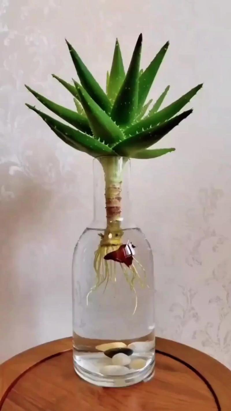 芦荟栽培的正确方法 适宜时间