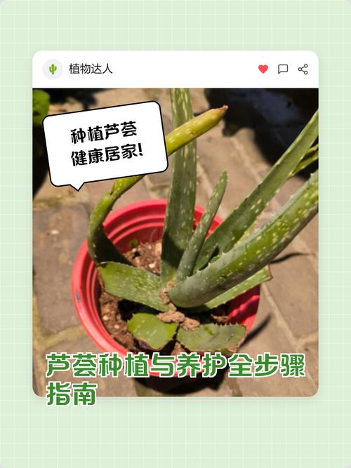 芦荟栽培的正确方法 栽前处理