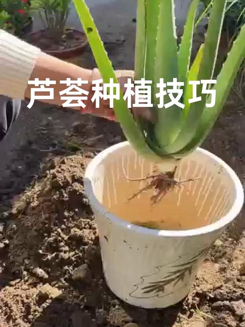 芦荟栽培的正确方法 土壤环境