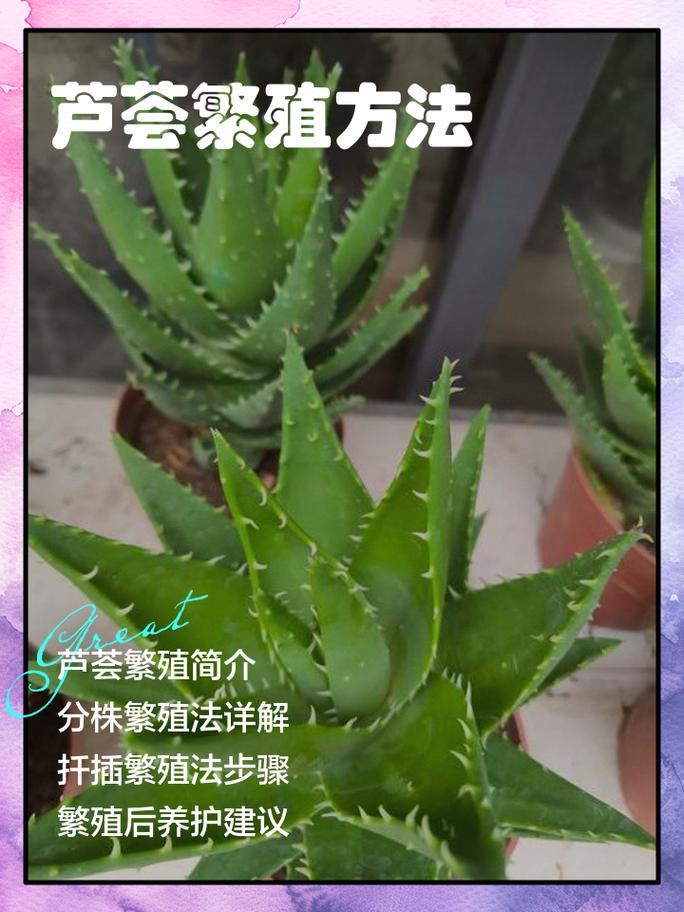 芦荟栽培的正确方法 栽植深度