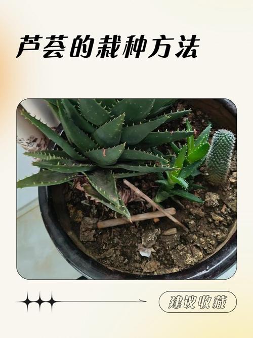 芦荟栽培的正确方法 浇定根水