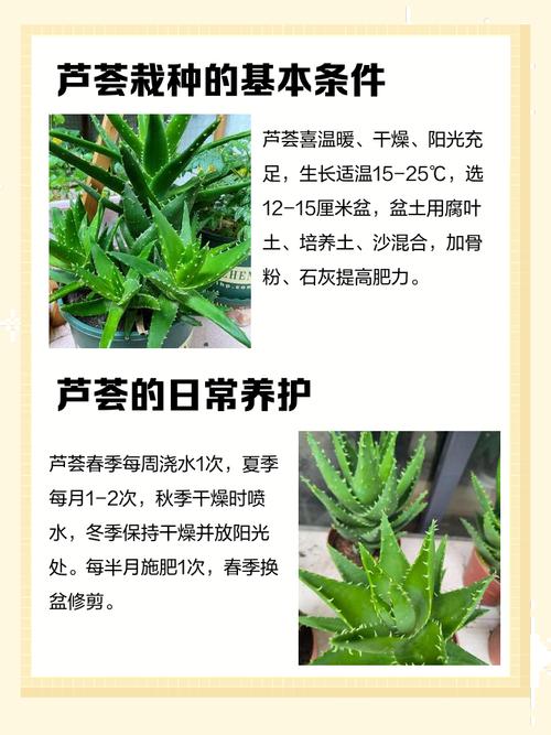 芦荟栽培的正确方法 成活注意事项