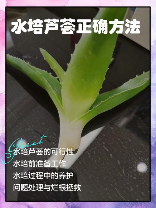 芦荟栽培的正确方法 缓苗管理