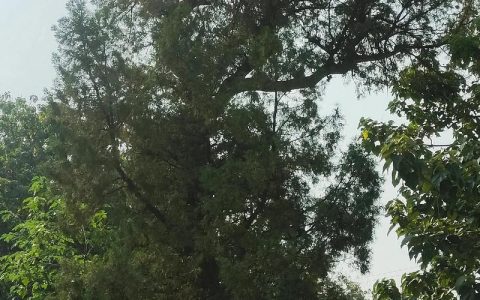 大门两侧种松柏树好不好？园艺风水与种植指南