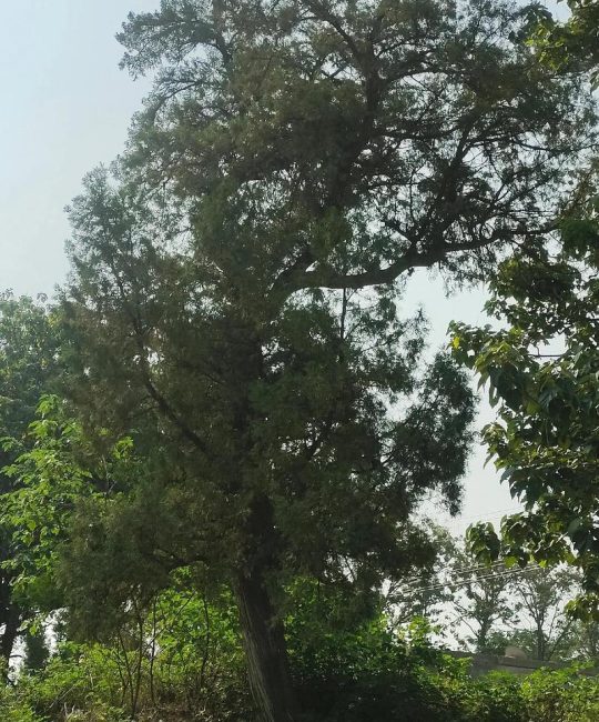大门两侧种松柏树好不好？园艺风水与种植指南
