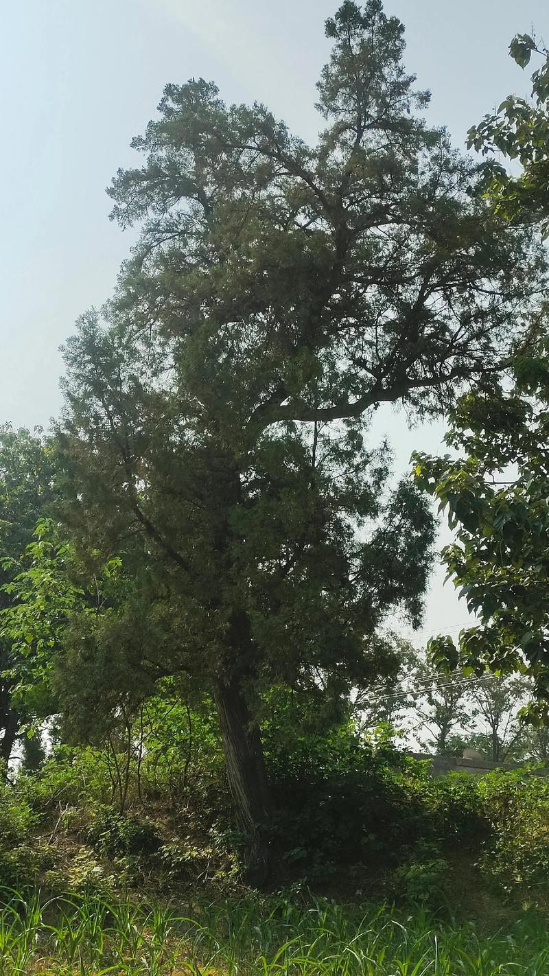 大门两侧种松柏树好不好?园艺风水与种植指南 大门两侧种松柏树好不好?园艺风水与种植指南