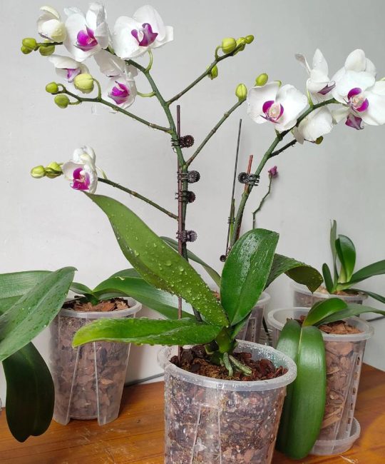 蝴蝶兰花后一定要换盆吗？资深花友告诉你正确答案