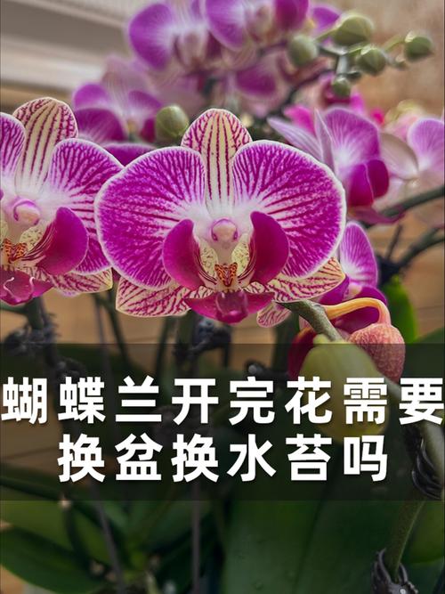蝴蝶兰花后一定要换盆吗?资深花友告诉你正确答案 什么情况下必须换盆?