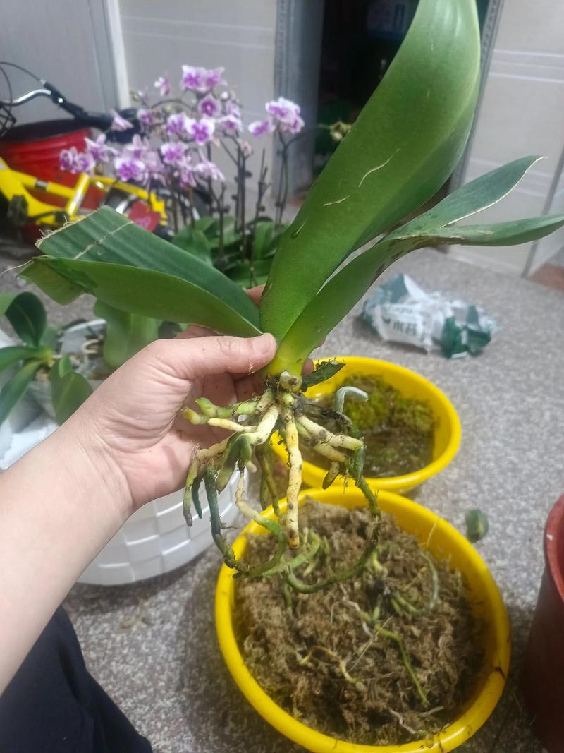 蝴蝶兰花后一定要换盆吗?资深花友告诉你正确答案 什么情况下绝对不要换盆?