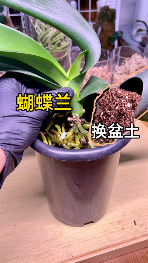 蝴蝶兰花后一定要换盆吗?资深花友告诉你正确答案 花后换盆的正确时机