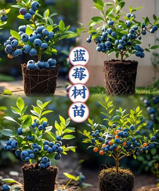 附近有果树苗吗？高质量果树苗本地采购与种植全攻略