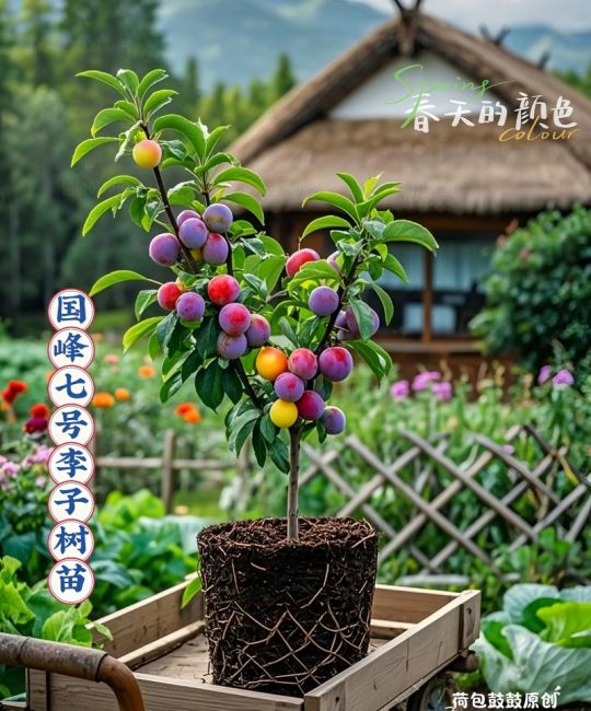 家里种李子树好吗？庭院种植李子树的风水、选址与养护全攻略