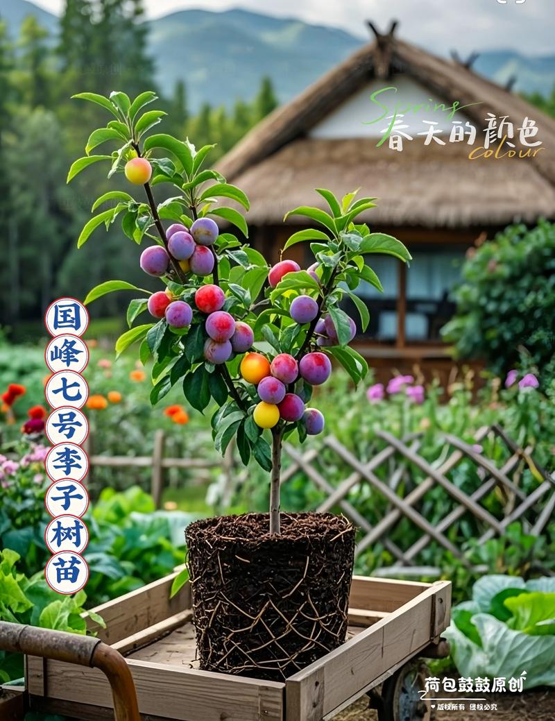 家里种李子树好吗?庭院种植李子树的风水、选址与养护全攻略 家里种李子树好吗?庭院种植李子树的风水、选址与养护全攻略