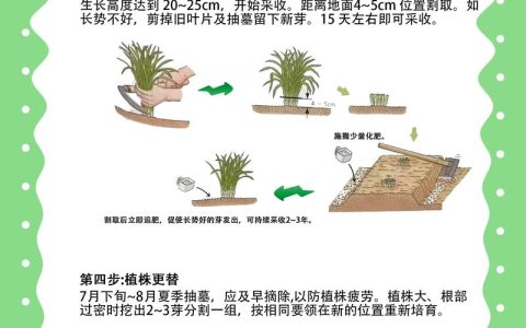 韭菜籽种植方法全攻略：从播种到成苗，每一步都讲清楚