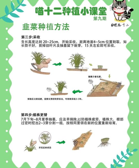 韭菜籽种植方法全攻略：从播种到成苗，每一步都讲清楚