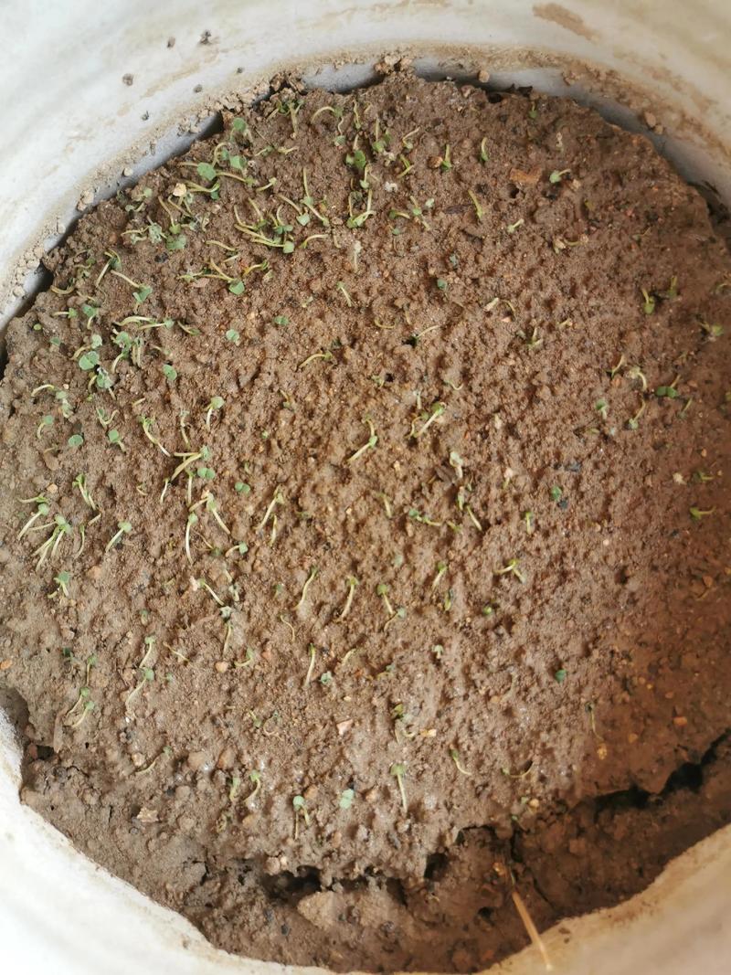 韭菜籽种植方法全攻略:从播种到成苗,每一步都讲清楚 四、播种深度与操作