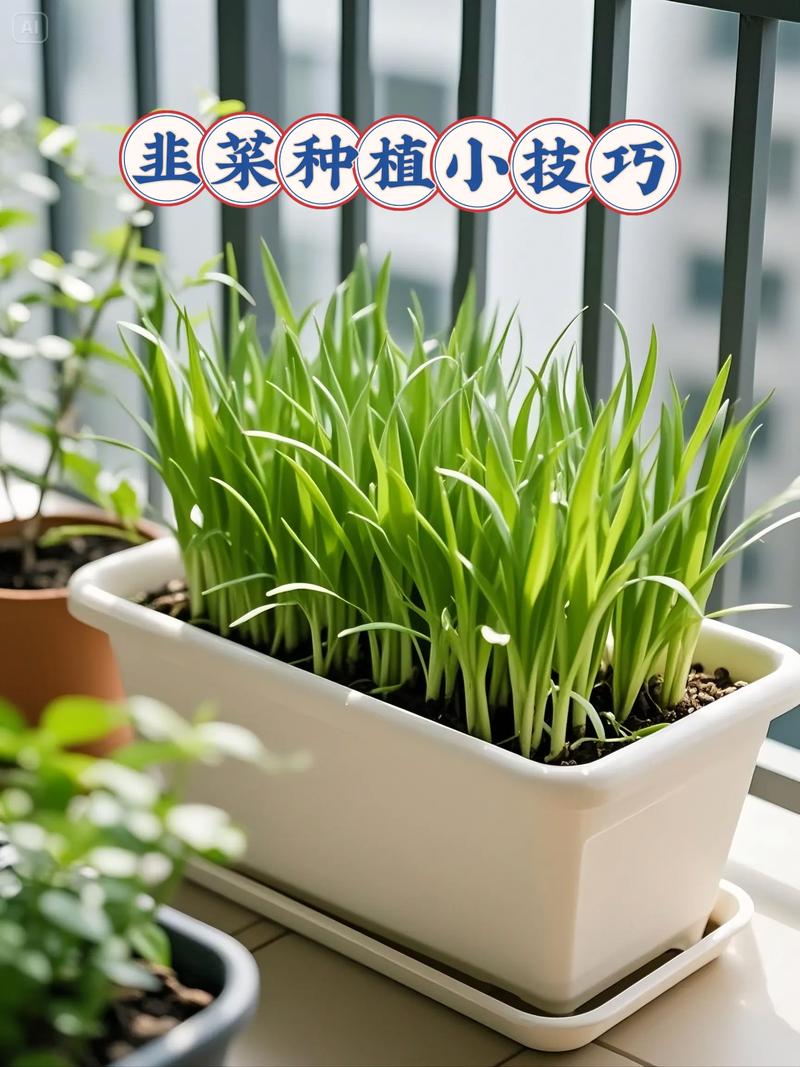韭菜籽种植方法全攻略:从播种到成苗,每一步都讲清楚 五、浇定根水(播种后第一水)
