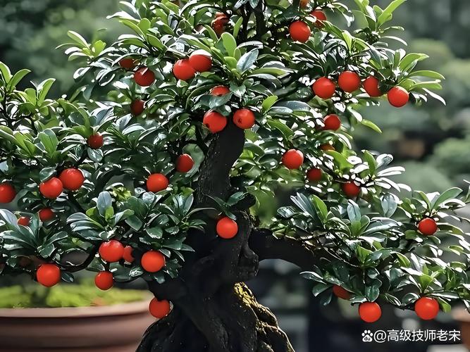 金弹子种植全攻略:从选时到成活的七步实操指南 五、浇定根水