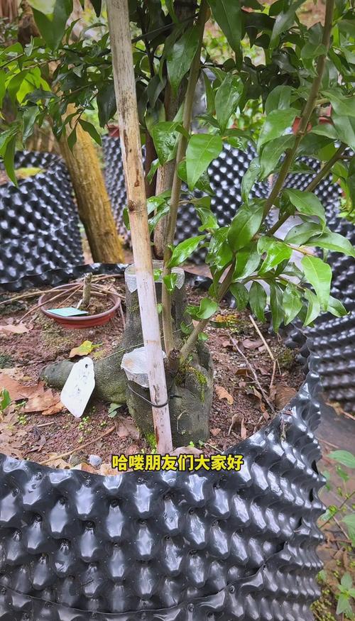 金弹子种植全攻略:从选时到成活的七步实操指南 六、缓苗管理