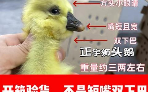 正宗狮头鹅苗价格多少钱？规格、产地及采购量影响报价