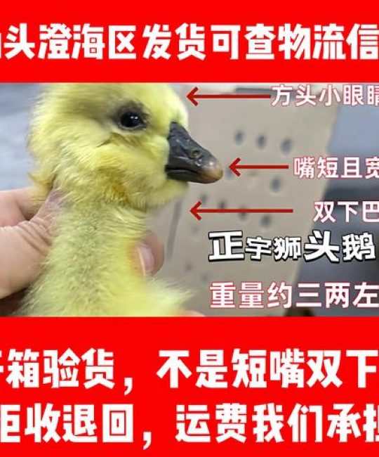 正宗狮头鹅苗价格多少钱？规格、产地及采购量影响报价