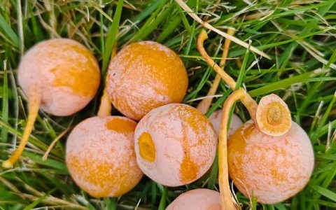 银杏树是常青树吗？答案：银杏树是落叶乔木，不是常青树