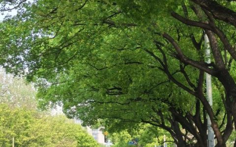 行道树是什么意思？城市绿化的“守护者”植物百科