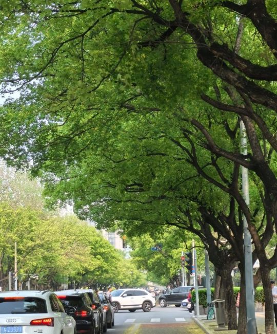 行道树是什么意思？城市绿化的“守护者”植物百科