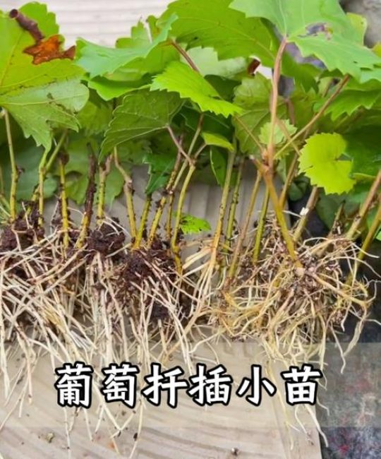 葡萄扦插育苗最佳时间和方法：硬枝与嫩枝全流程操作指南