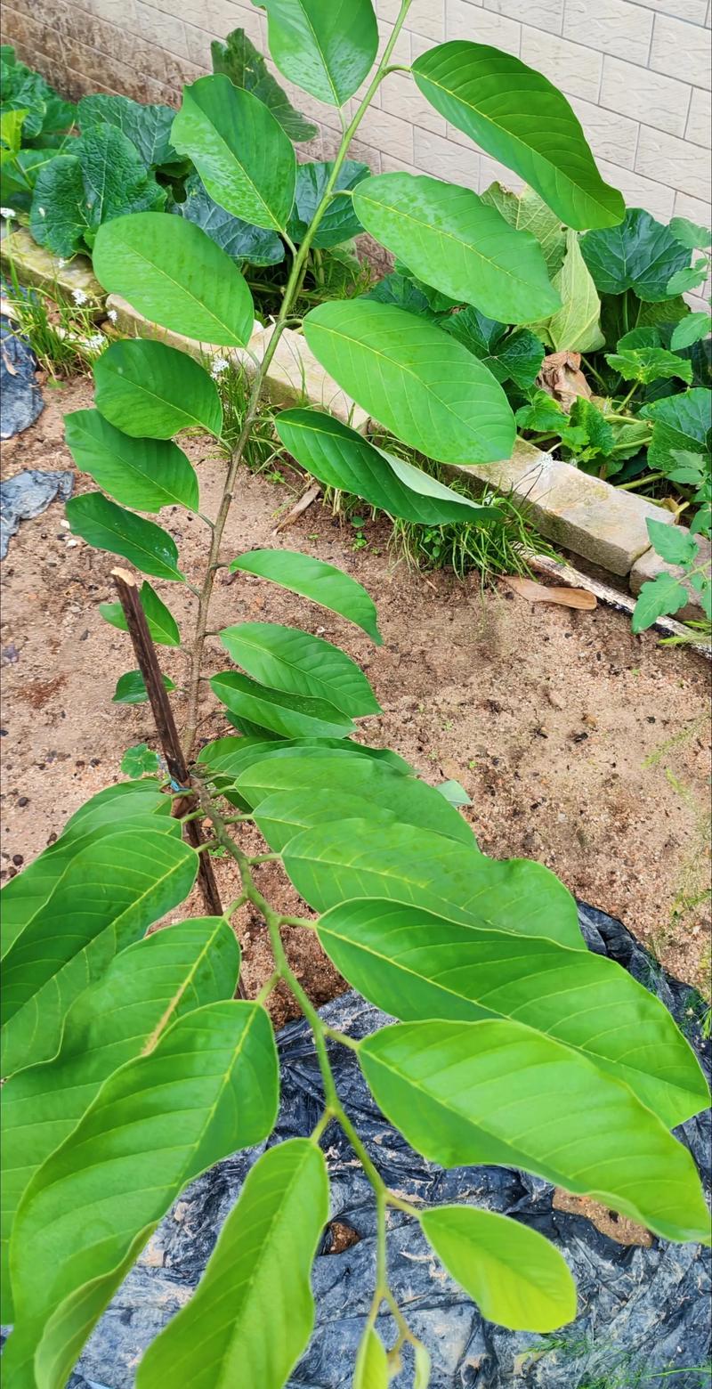 四、栽植深度：根颈位是关键